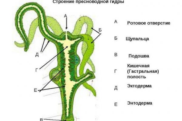 Кракен онион рабочая ссылка